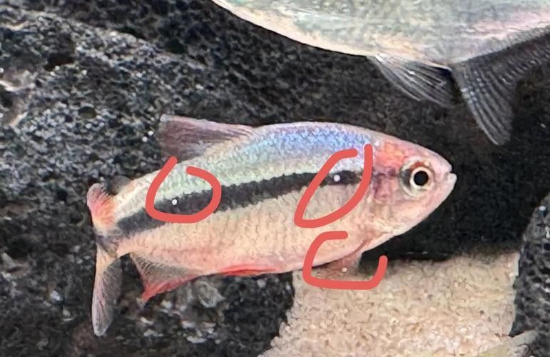 銀龍魚身上長白毛怎么治療圖片