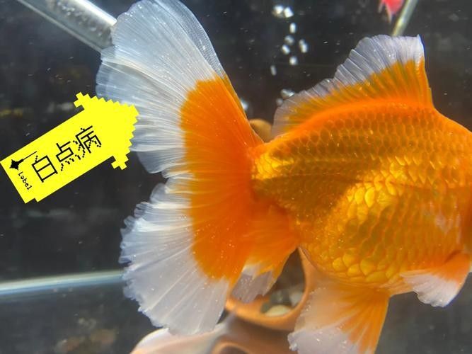 銀龍魚身上長白毛怎么治療圖片