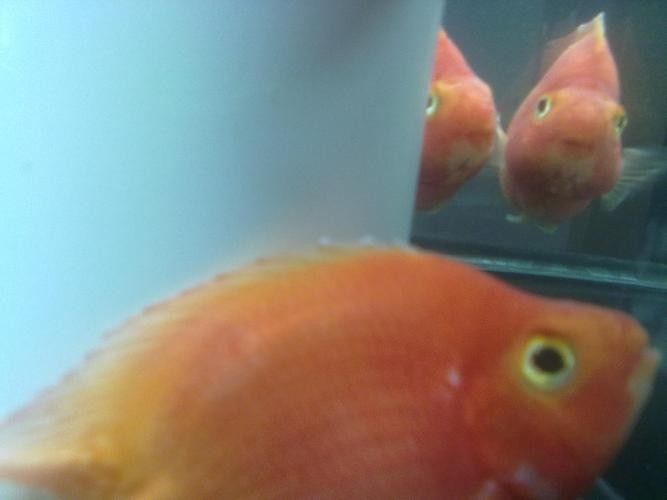 銀龍魚身上長白毛怎么治療圖片