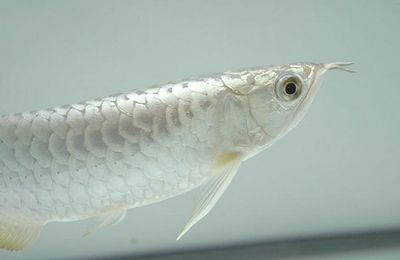 龍魚排卵有危險嗎：龍魚排卵存在一定的風險主要集中在母龍魚身上