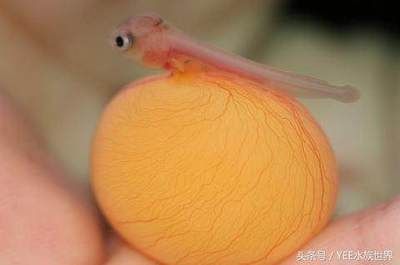 龍魚排卵有危險嗎：龍魚排卵存在一定的風險主要集中在母龍魚身上
