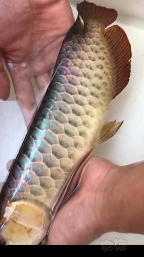 翡翠綠底金龍魚圖片 翡翠綠底金龍魚圖片 龍魚百科 第4張