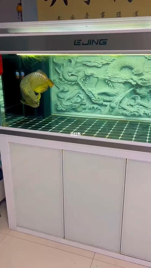 翡翠綠底金龍魚圖片 翡翠綠底金龍魚圖片 龍魚百科 第10張