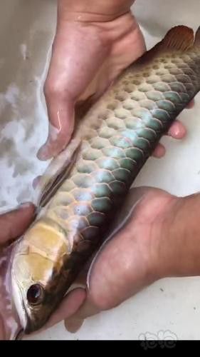 翡翠綠底金龍魚圖片 翡翠綠底金龍魚圖片 龍魚百科 第9張