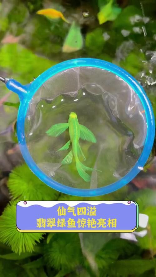 翡翠綠底金龍魚圖片 翡翠綠底金龍魚圖片 龍魚百科 第12張