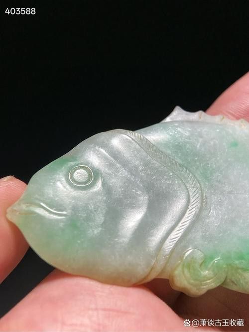 翡翠綠底金龍魚圖片 翡翠綠底金龍魚圖片 龍魚百科 第20張