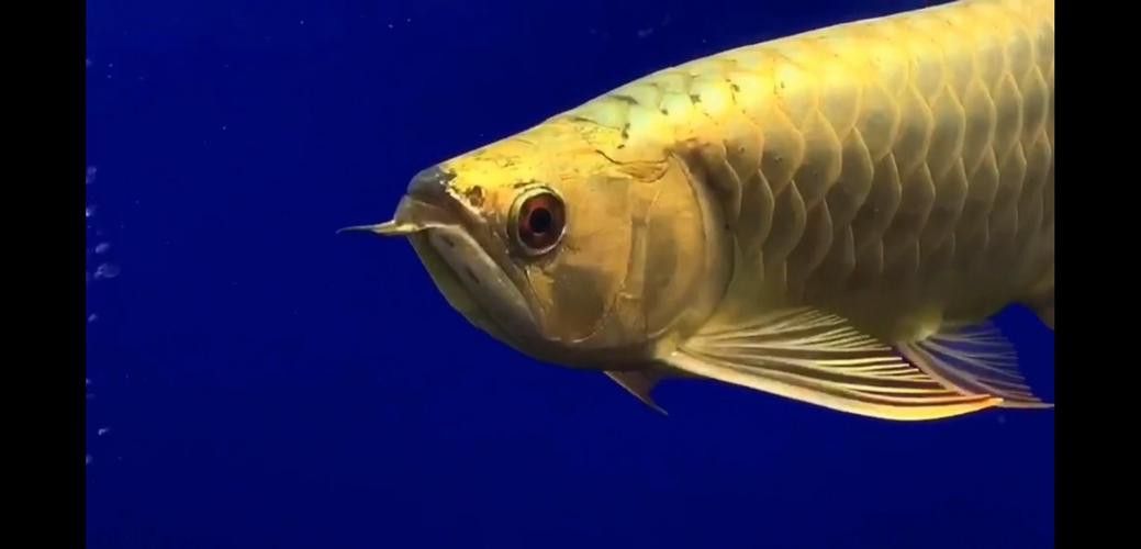 翡翠綠底金龍魚圖片 翡翠綠底金龍魚圖片 龍魚百科 第19張