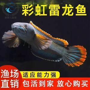 冷水雷龍魚怎么養（冷水雷龍魚適合在水溫較低的環境下生活具體的水溫范圍是16-24攝氏度）