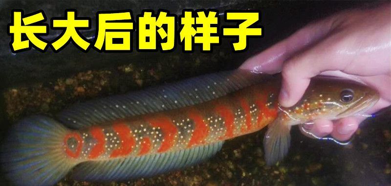 冷水雷龍魚怎么養（冷水雷龍魚適合在水溫較低的環境下生活具體的水溫范圍是16-24攝氏度）
