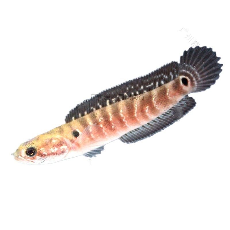 冷水雷龍魚怎么養（冷水雷龍魚適合在水溫較低的環境下生活具體的水溫范圍是16-24攝氏度）