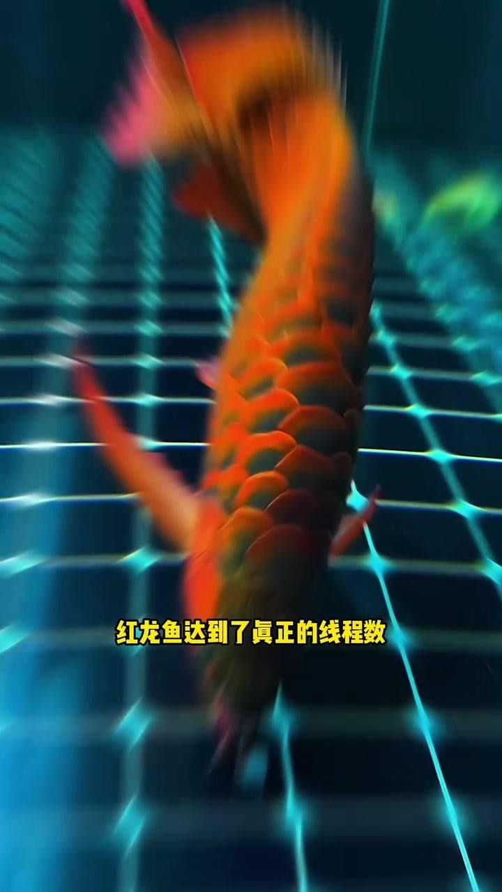 哪些因素會影響紅龍魚的發色？ 哪些因素會影響紅龍魚的發色？ 龍魚百科 第1張
