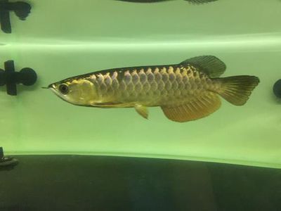 高背與過背龍魚區別大嗎