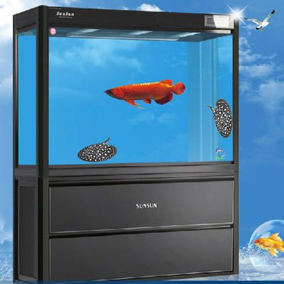 高背金龍魚幾年最好看（高背金龍魚何時(shí)最好看）