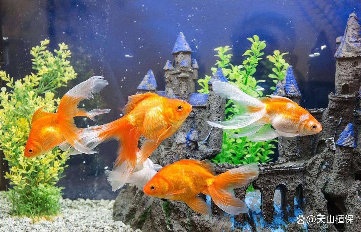 金魚必吃的10種蔬菜