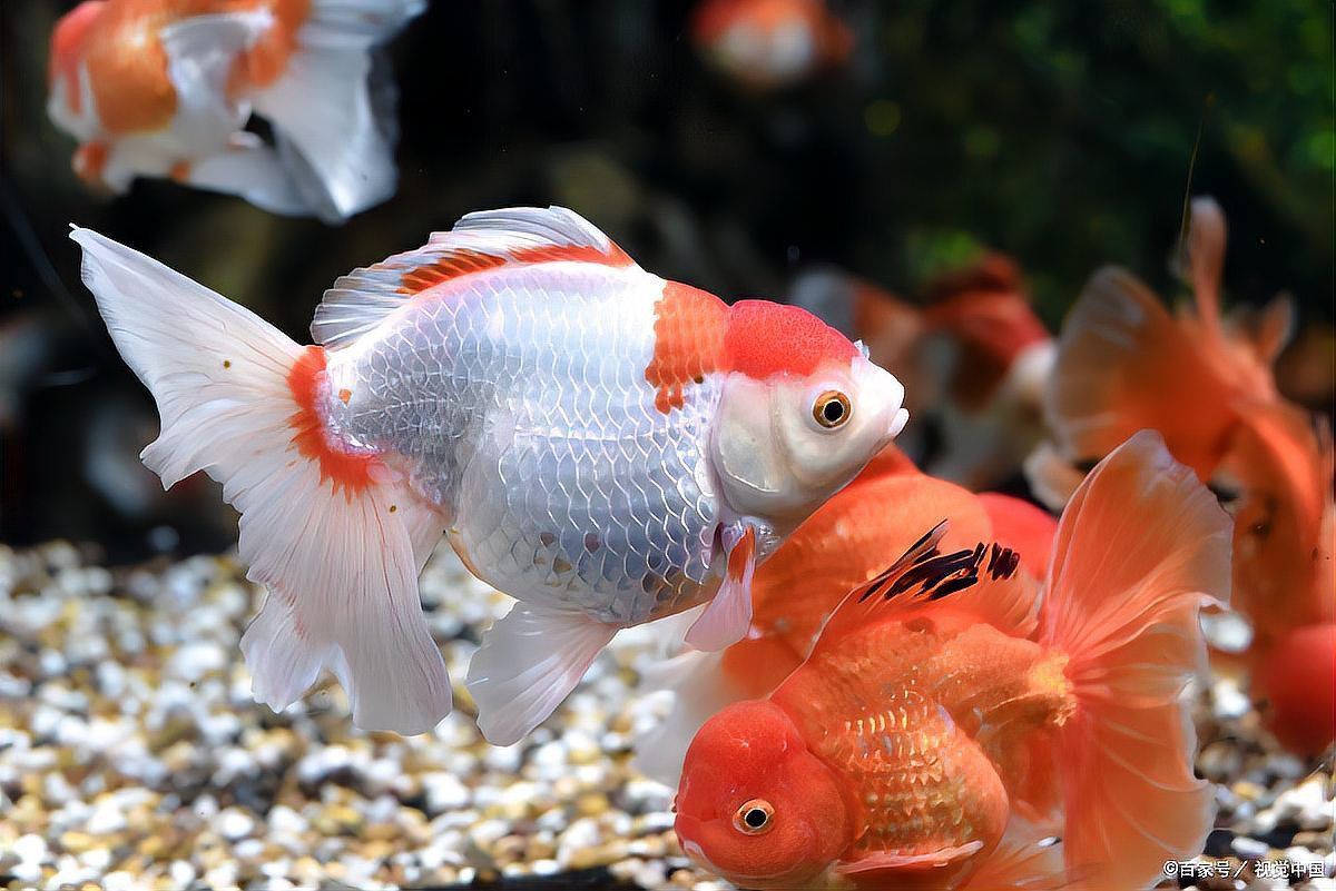 金魚必吃的10種蔬菜