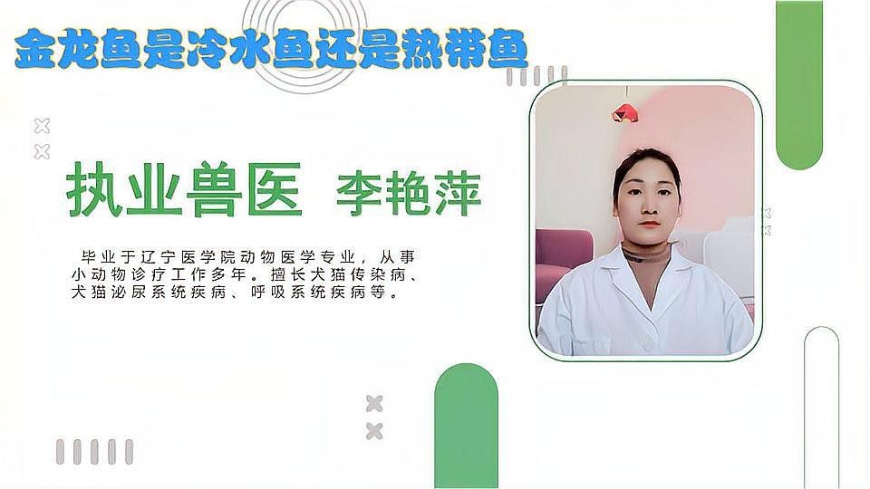 冷水金龍魚做法 冷水金龍魚做法 龍魚百科 第1張