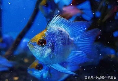 廣州百藝城祥龍魚場電話號碼：關于廣州百藝城祥龍魚場電話號碼的公告