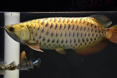 金龍魚最近不愛吃食是為什么：金龍魚不愛吃食可能由多種因素引起金龍魚拒食的原因