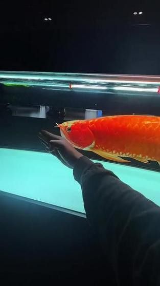 紅龍魚的視頻大全圖片高清