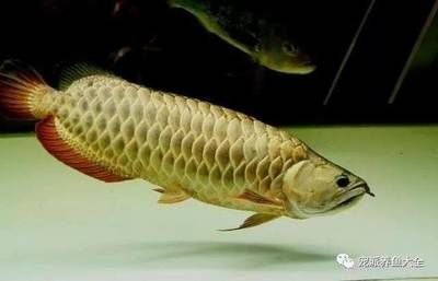 龍魚鱗片破損能恢復嗎：龍魚鱗片的破損是否能夠恢復，取決于破損的程度和程度