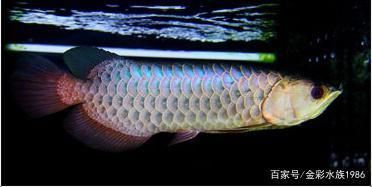 龍魚鱗片破損能恢復嗎：龍魚鱗片的破損是否能夠恢復，取決于破損的程度和程度