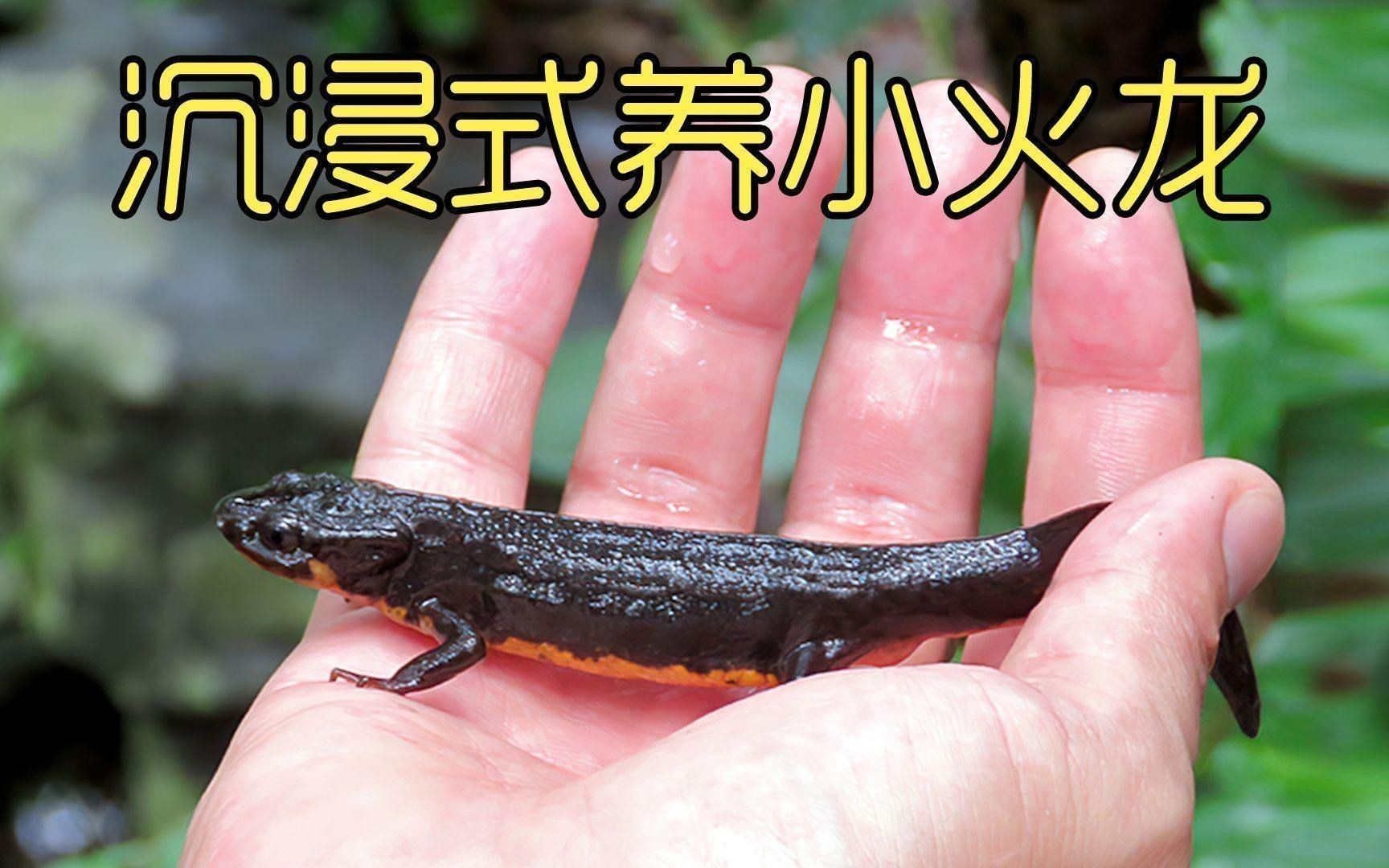 小火龍魚換水時需要注意什么？