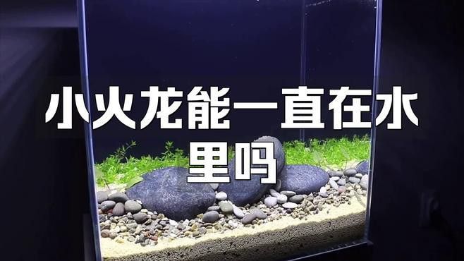 小火龍魚換水時需要注意什么？