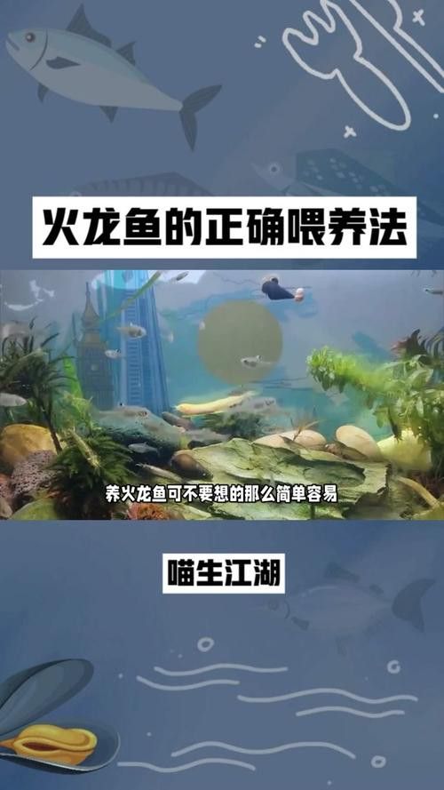 小火龍魚換水時需要注意什么？