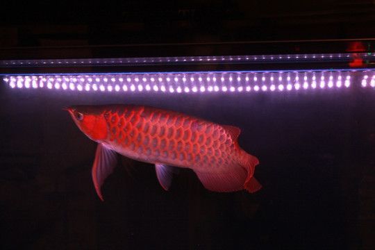金龍魚用多少色溫的燈：關于金龍魚適用的燈色溫的詳細信息 金龍魚用多少色溫的燈：關于金龍魚適用的燈色溫的詳細信息 龍魚百科 第1張