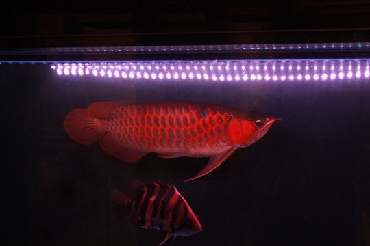 金龍魚用多少色溫的燈：關于金龍魚適用的燈色溫的詳細信息 金龍魚用多少色溫的燈：關于金龍魚適用的燈色溫的詳細信息 龍魚百科 第2張