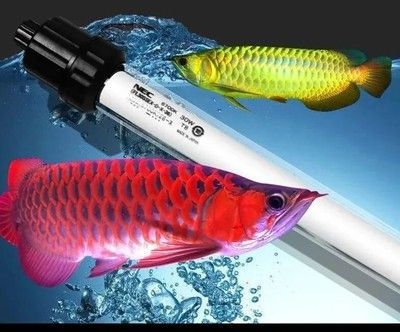 龍魚發色燈什么牌子好（龍魚發色燈哪個牌子好） 龍魚發色燈什么牌子好（龍魚發色燈哪個牌子好） 龍魚百科 第4張