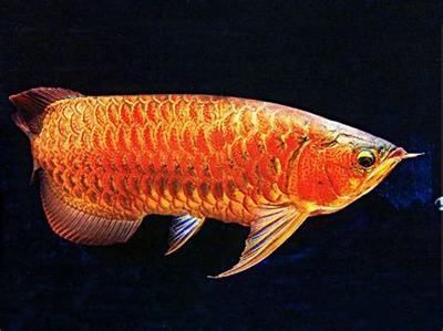 關于龍魚的說說短句英語翻譯 關于龍魚的說說短句英語翻譯 龍魚百科