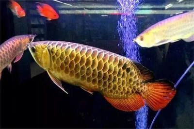 兩條金龍魚什么寓意（金龍魚在風水學中的寓意和象征意義豐富多樣，傳遞美好愿景和祝福）