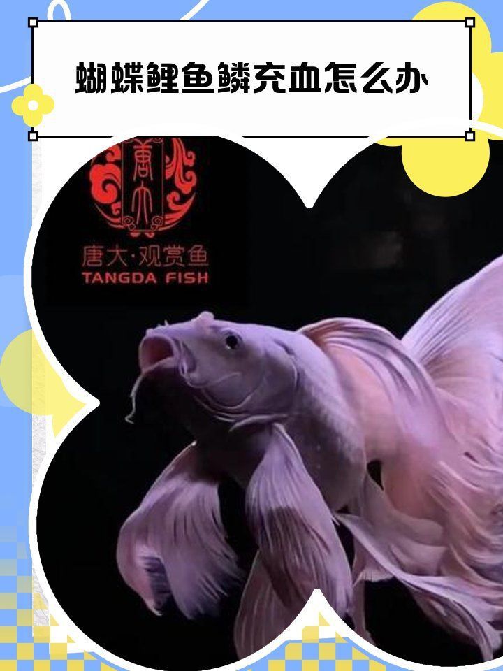 蝴蝶鯉鱗片充血會自愈嗎？