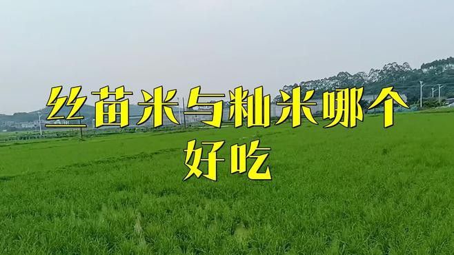 金龍魚江南絲苗米秈米 金龍魚江南絲苗米秈米 龍魚百科 第3張