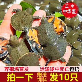 土龍魚魚苗是指幾種不同的魚苗，什么叫土龍魚魚苗：土龍魚魚苗可能是指幾種不同的魚苗，什么叫土龍魚魚苗