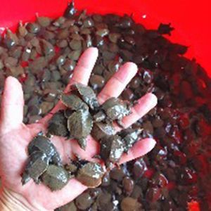 土龍魚魚苗是指幾種不同的魚苗，什么叫土龍魚魚苗：土龍魚魚苗可能是指幾種不同的魚苗，什么叫土龍魚魚苗