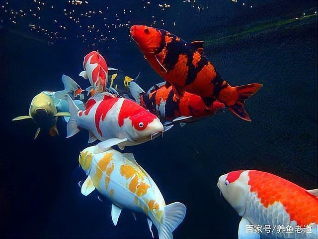 金龍魚晚上關(guān)燈就撞缸