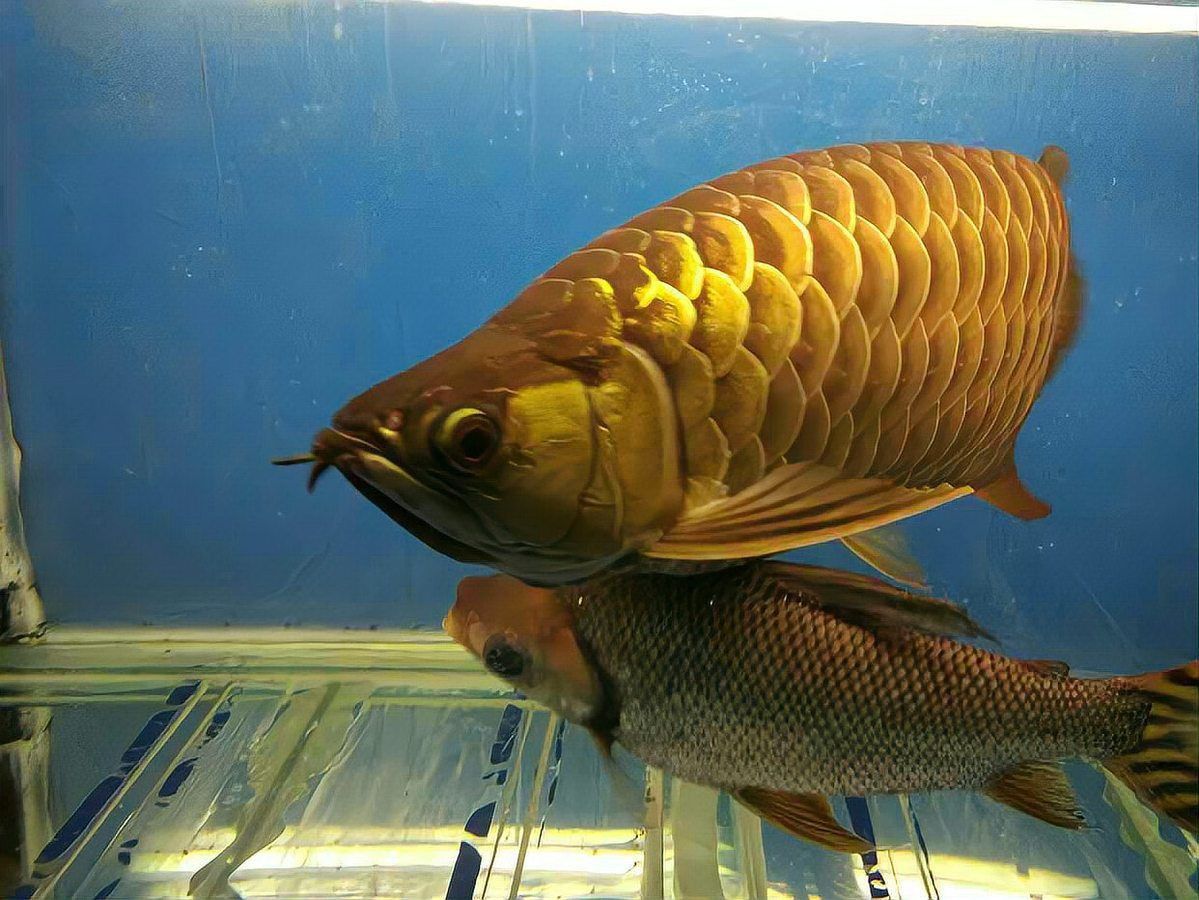 金龍魚晚上關燈就撞缸