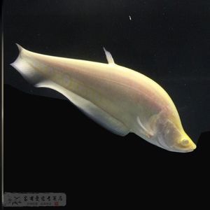 白化銀龍魚的配魚(白化銀龍魚最佳5種配魚推薦) 龍魚百科 第1張 白化銀龍魚的配魚(白化銀龍魚最佳5種配魚推薦) 白化銀龍魚的配魚(白化銀龍魚最佳5種配魚推薦) 龍魚百科 第1張