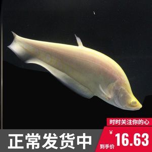 白化銀龍魚的配魚(白化銀龍魚最佳5種配魚推薦) 龍魚百科 第2張 白化銀龍魚的配魚(白化銀龍魚最佳5種配魚推薦) 白化銀龍魚的配魚(白化銀龍魚最佳5種配魚推薦) 龍魚百科 第2張