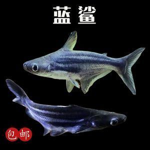 白化銀龍魚的配魚（白化銀龍魚最佳5種配魚推薦） 白化銀龍魚的配魚（白化銀龍魚最佳5種配魚推薦） 龍魚百科 第3張