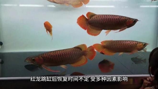 如何判斷紅龍魚是否恢復？