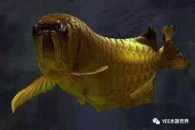 龍魚頭朝上尾朝下怎么救，龍魚在被救助時，頭朝上尾巴朝下的情況需要特別注意