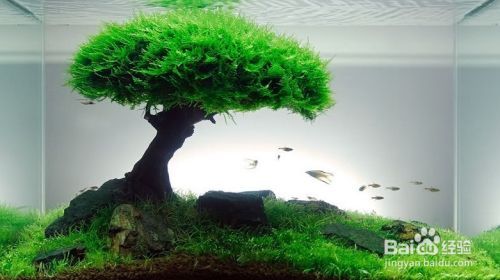 魚缸多久全換水最好，如何判斷魚缸水質好壞 魚缸多久全換水最好，如何判斷魚缸水質好壞 龍魚百科 第5張