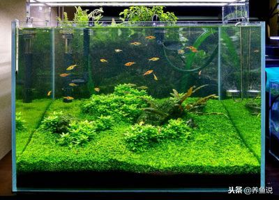 魚缸多久全換水最好，如何判斷魚缸水質好壞 魚缸多久全換水最好，如何判斷魚缸水質好壞 龍魚百科 第6張