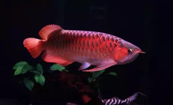 龍魚害怕人靠近：龍魚害怕人靠近可能由多種因素造成