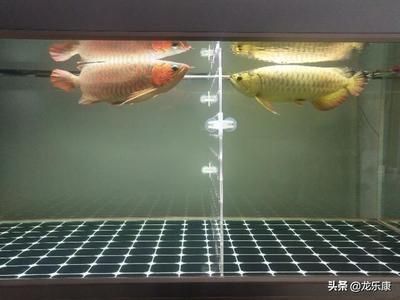 龍魚魚鰭有白膜：龍魚魚鰭出現白膜可能是由多種因素引起的，飼養者需要注意