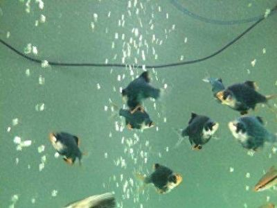 龍魚魚鰭有白膜：龍魚魚鰭出現白膜可能是由多種因素引起的，飼養者需要注意
