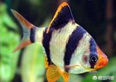 龍魚魚鰭有白膜：龍魚魚鰭出現白膜可能是由多種因素引起的，飼養者需要注意
